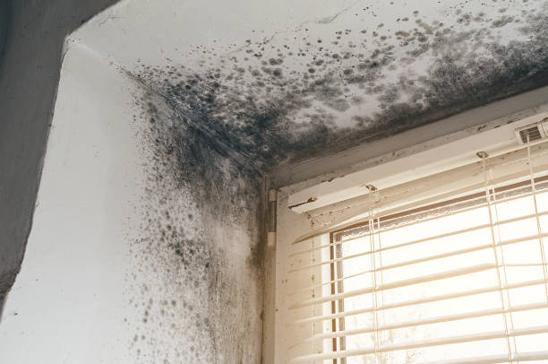 Affordable Mold Cleanup solutions in Murfreesboro, NC